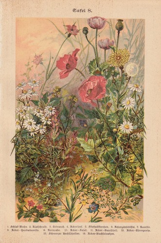 Fleurs sauvages coquelicot - sauvages,