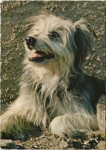 Cpa labrit des - cpa, dog