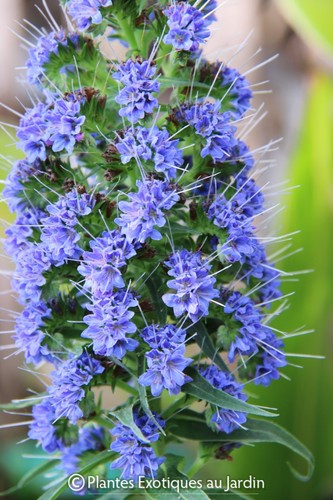 Echium candidans fastuosum - echium, °