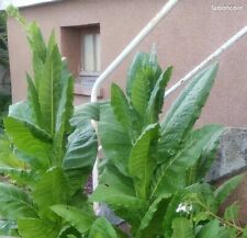 Mélange Tabac ~3000 graines (0.3gr)