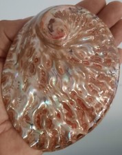 curiosité , taxidermie