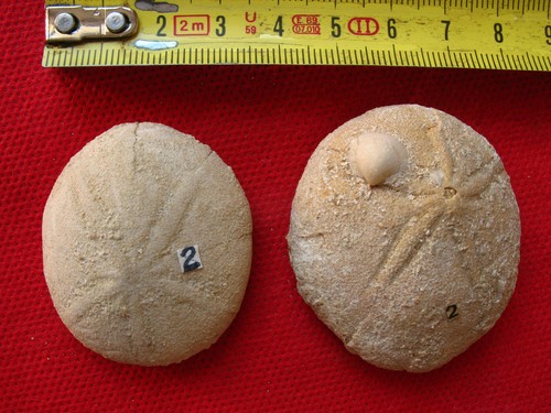 Oursin irrégulier fossile - , du