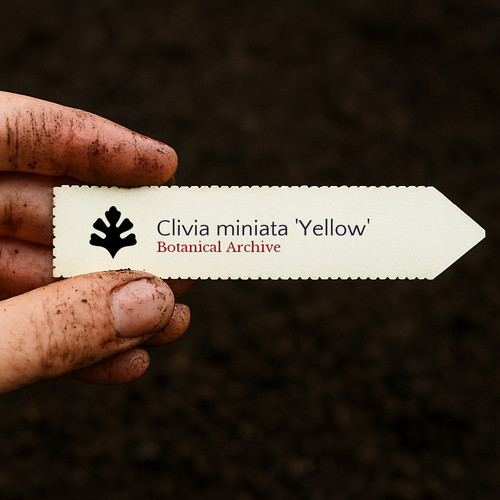 Clivia miniata yellow bush - miniata,