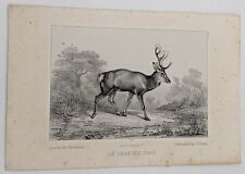 Gravure, Chasse : LE CERF DIX
