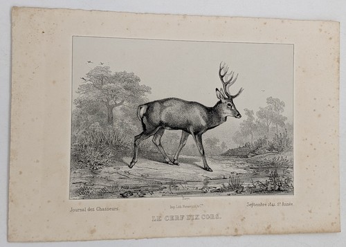Gravure chasse le cerf - gravure,,
