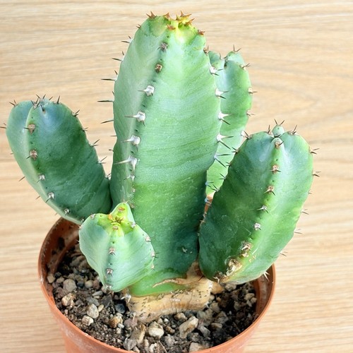 Euphorbia resinifera pot - pot, 10