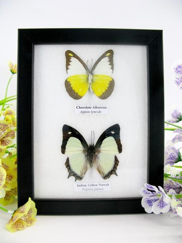 Vrais beaux papillons - beaux,