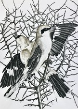 [Ornithologie] BUFFON Les