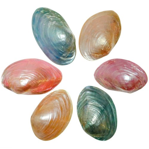 Coquillages moules nacrées