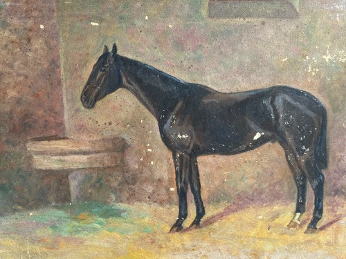 Etude portrait cheval - etude,