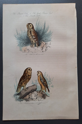 Gravure oiseau rehaussé - gravure,