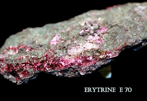 Erythrine 6 cm rouge - -,