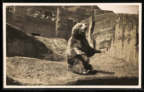 Carte postale ours assis dans - postale,