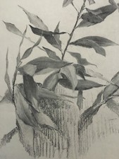 Fusain art nouveau circa 1900