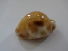 CYPRAEA LURIA TESSELLATA - 31 mm - GEM