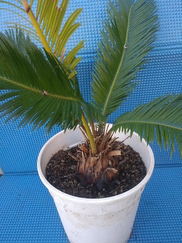Cycas revoluta - cycas,