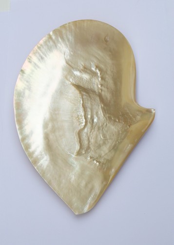 Coquille nacre naturelle - coquille, vide