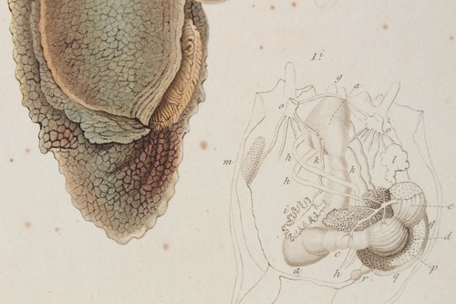 Molluscs engraving animal - engraving,