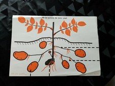 ancien croquis de sciences:la pomme de terre/le blé .edition rossignol.36/52