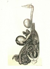 Cabinet de curiosité planche