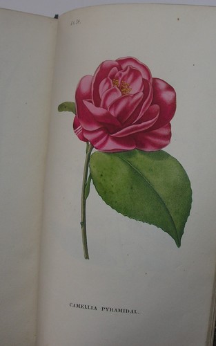 Botanique des demoiselles - des,