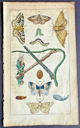 Rare 1797 wilhelms geometrid - rare,