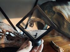 Cadre griffe de Velociraptor réplique dinosaure Raptor Dinosaur Fossil claw