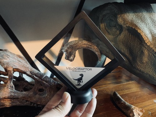 Cadre griffe velociraptor - griffe, de