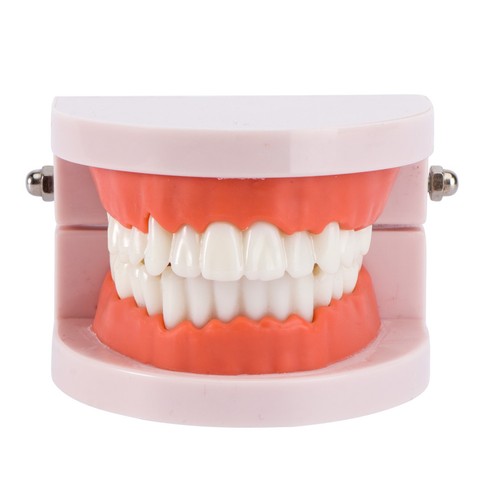 Modèle dents étude la - modèle,