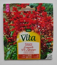 Graines de Salvia splendens, sauge compacte Feu Magique