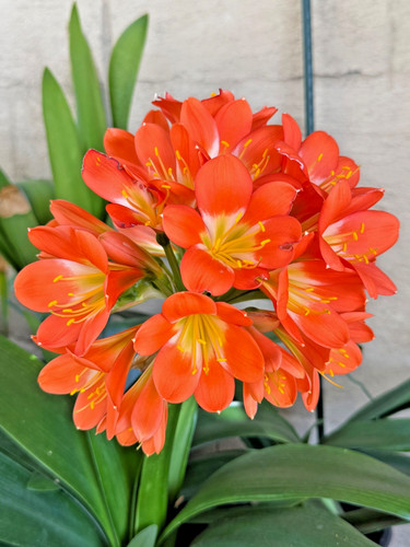 Pack mature clivia - mature,
