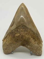 Dent de mégalodon fossile –