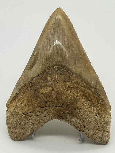 Dent mégalodon fossile - fossile, –