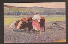 ATTELAGE AGRICOLE BOVIN