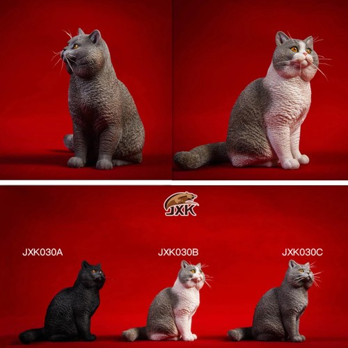 Jxk british shorthair cat - 1/6,