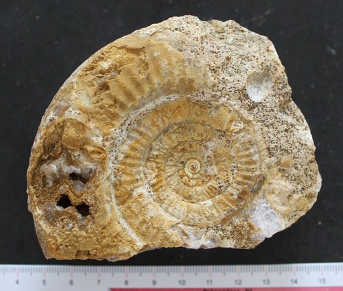 Ammonite fossile bajocien - ammonite,
