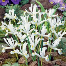 Bulbes d'iris bulbes fleurs Iris réticulé blanc 5 pcs