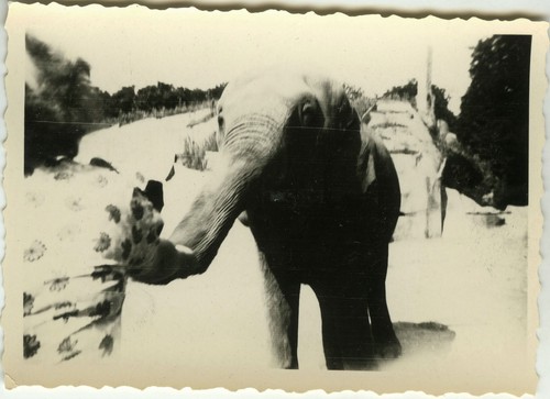 Photo ancienne vintage - photo,