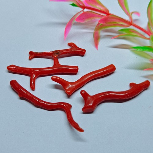 Lot branches corail - branches, de