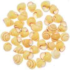 Coquillages helicostyla annulata sobensis - 2 à 3 cm - Lot de 10