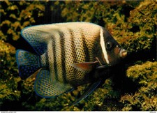 Animaux - Poissons - Aquarium Tropical du Musée de Zoologie de Nancy - Holacanth