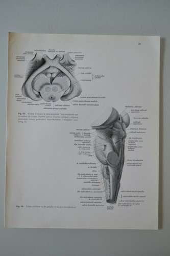 Planche anatomie humaine - planche,