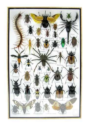 Insectes exotiques réel - exotiques,