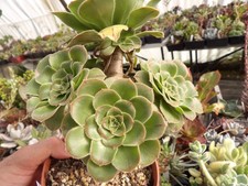 Aeonium Holochrysum X Palmense