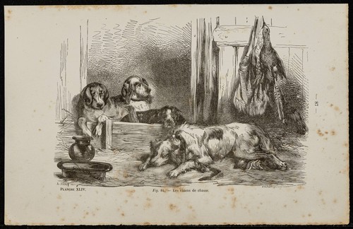 1867 chiens chasse au - 1867,