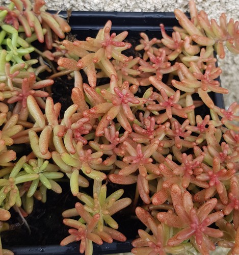 Sedum album orpin blanc - album, /