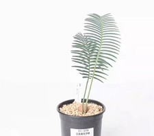 Pot 10.5cm Rare Cacti Dioon