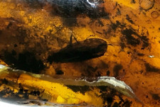 Pièce d'ambre avec insecte