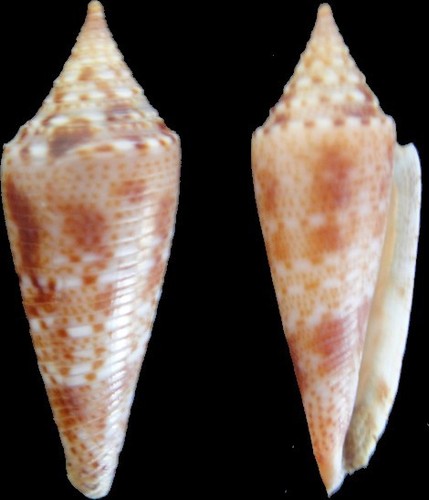 Coquillage collection - de,
