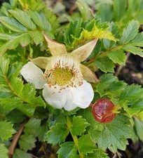 Rubus taiwanicola mûre - taiwanicola,